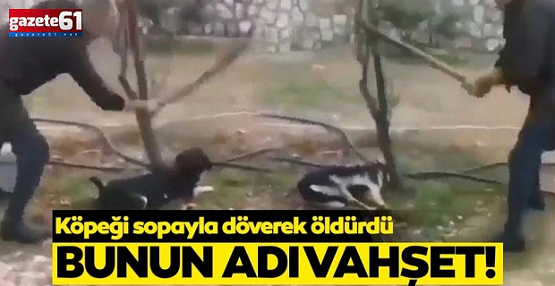 Bunun adı vahşet! Ağaca bağladığı köpeği döverek öldürdü