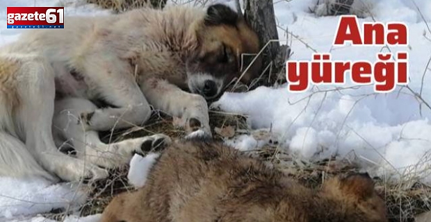 Donarak ölen yavrularının başından 5 gündür ayrılmıyor