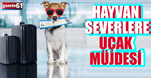 Hayvan severlere uçak müjdesi