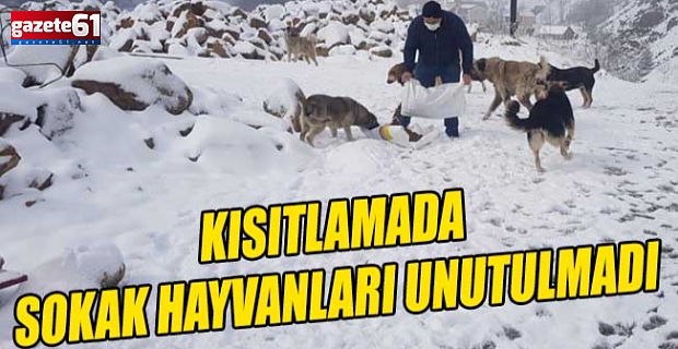 Sokağa çıkma kısıtlamasında sokak hayvanları unutulmadı