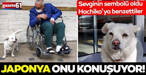 Trabzon'un 'Hachiko'su Boncuk Japonya'da haber oldu!