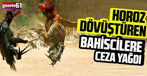 Horoz dövüştüren bahiscilere ceza yağdı