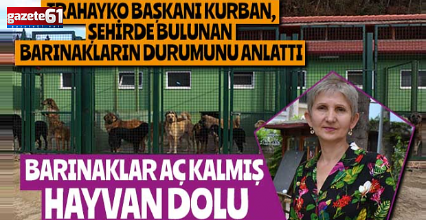 Barınaklar aç kalmış hayvan dolu