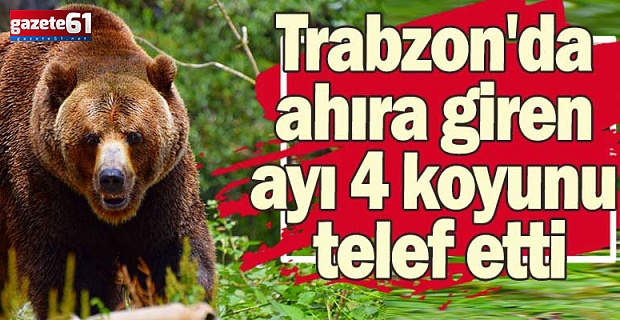 Trabzon'da ahıra giren ayı 4 koyunu telef etti