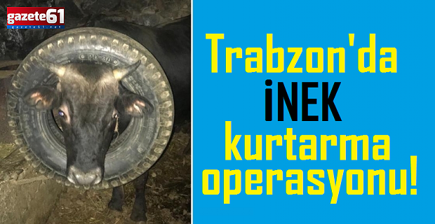 Trabzon'da inek kurtarma operasyonu!