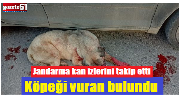 Köpeği vuran bulundu