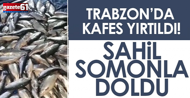 Trabzon'da sahil binlerce somonla doldu!