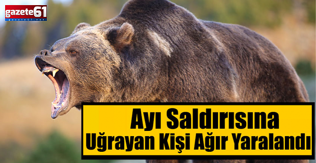 Ayı saldırısına uğradı!