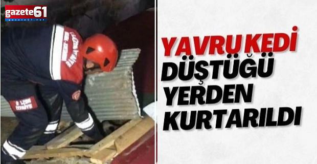 Yavru kedi düştüğü yerden kurtarıldı