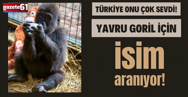 Yavru goril için 4 isim önerisi