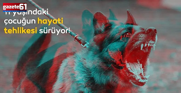 11 yaşındaki çocuğa sokak köpekleri saldırdı! 