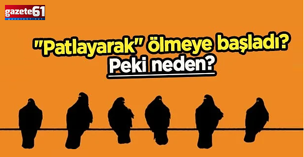Kuşlar, neden havada "patlayarak" ölüyor?