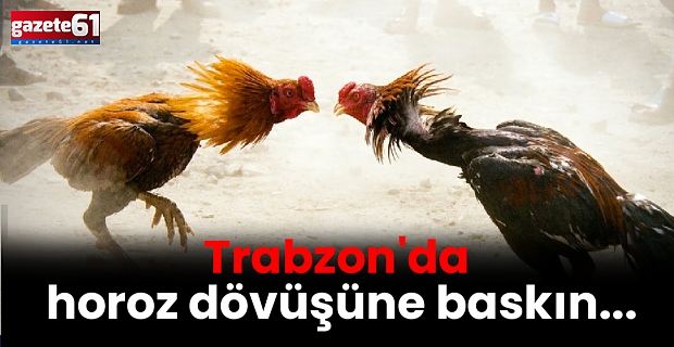 Trabzon'da horoz dövüşüne baskın...