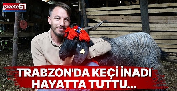 Trabzon'da keçi inadı hayatta tuttu...