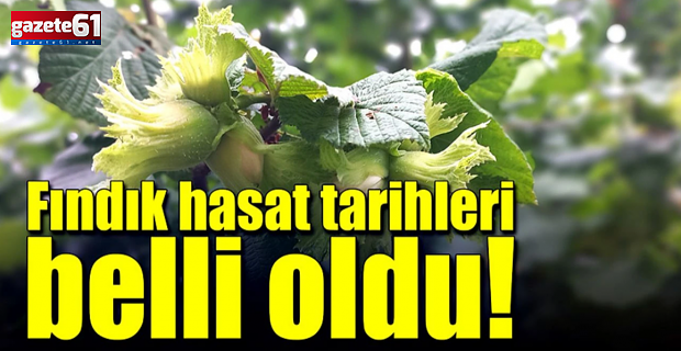 Fındık Hasat Tarihleri Belirlendi
