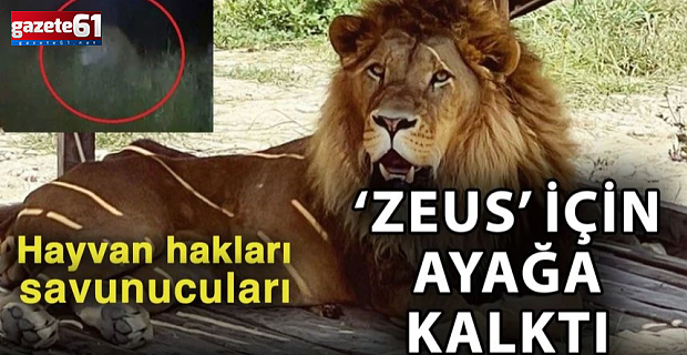 Hayvan hakları savunucuları ‘Zeus’ için ayağa kalktı