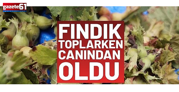 Giresun'da fındık toplarken arı sokması sonucu hayatını kaybetti!