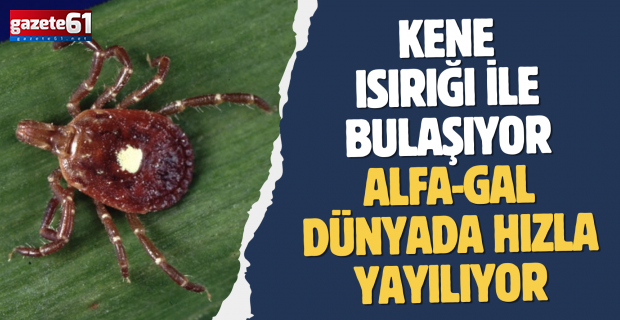 Kene ısırığı ile bulaşıyor, hayvansal gıda ile tetikleniyor: Alfa-Gal dünyada hızla yayılıyor