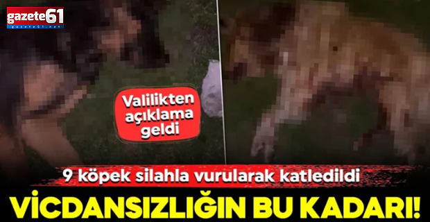 Çöp konteynerinde 9 telef olmuş köpek bulundu