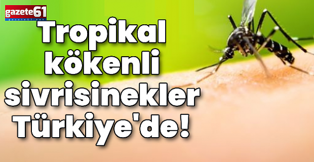 İklim değişikliği sebep oldu!