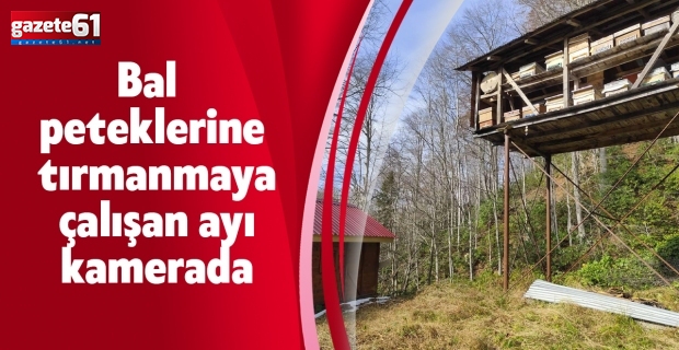 Bal peteklerine tırmanmaya çalışan ayı kamerada