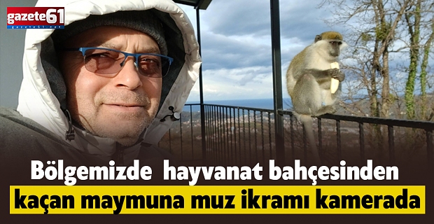 Bölgemizde hayvanat bahçesinden kaçan maymuna muz ikramı kamerada