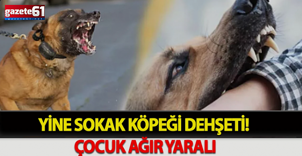 Yine sokak köpeği saldırısı!