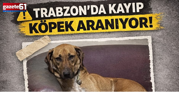 Trabzon'da Kuki adlı köpeği bulana ödül var