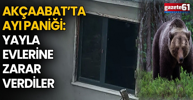 Akçaabat’ta Ayı Paniği: Yayla Evlerine Zarar Verdiler