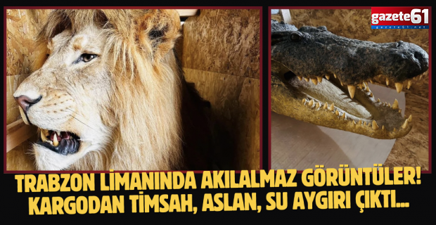 Trabzon Limanında akılalmaz görüntüler! Kargodan timsah, aslan, su aygırı çıktı...