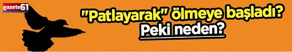 Kuşlar, neden havada "patlayarak" ölüyor?
