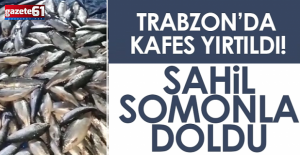 Trabzon#039;da sahil binlerce somonla...