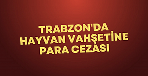 Trabzon#039;da hayvan vahşetine para...