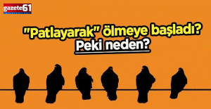 Kuşlar, neden havada "patlayarak" ölüyor?