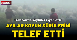 Trabzon’da köylüler isyan etti: Ayılar koyun sürülerini telef etti