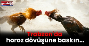Trabzon'da horoz dövüşüne baskın...