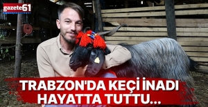 Trabzon'da keçi inadı hayatta tuttu...