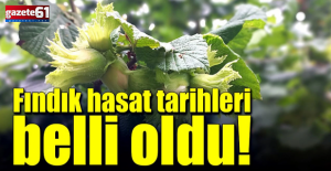 Fındık Hasat Tarihleri Belirlendi