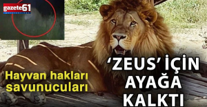 Hayvan hakları savunucuları ‘Zeus’ için ayağa kalktı