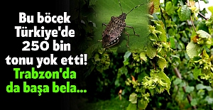 Bu böcek Türkiye'de 250 bin tonu yok etti! Trabzon'da da başa bela...