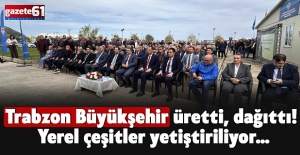 Trabzon Büyükşehir üretti, dağıttı! Yerel çeşitler yetiştiriliyor…