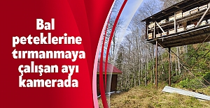 Bal peteklerine tırmanmaya çalışan ayı kamerada