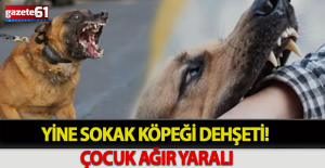 Yine sokak köpeği saldırısı!