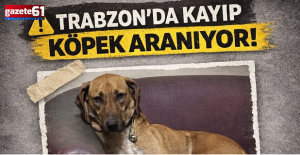 Trabzon'da Kuki adlı köpeği bulana ödül var
