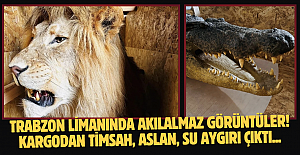Trabzon Limanında akılalmaz görüntüler! Kargodan timsah, aslan, su aygırı çıktı...